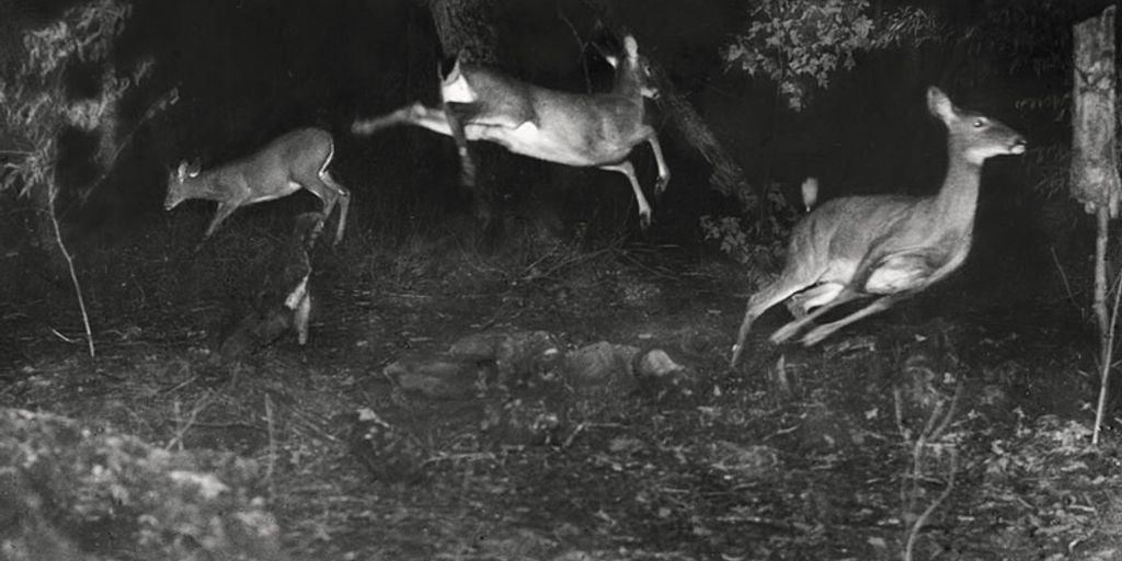 hunting camera in forest