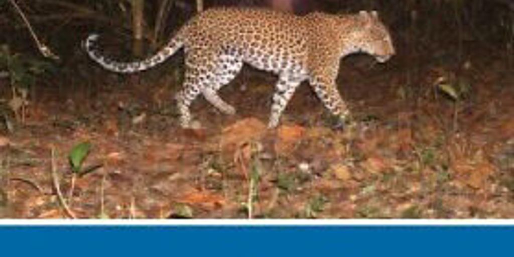 wildlife camera trap