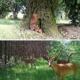 photos d'exemples camera de chasse nocturne