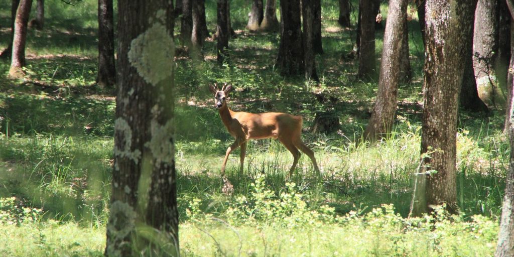 wildlife camera in forest