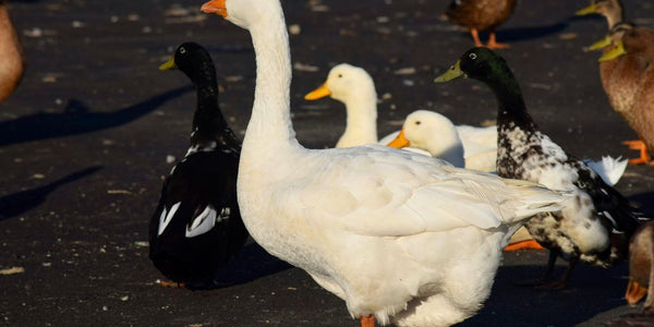 a group of ducks and ducks walking on a road