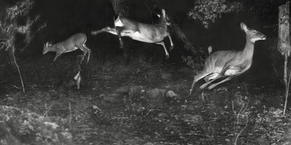 hunting camera in forest